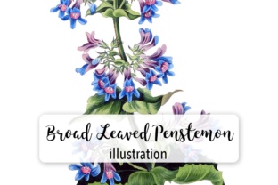 Broad Leaved Penstemon Watercolor Embroidery Review