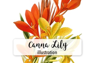 Canna Lily Indian Shot Watercolor Illustrations Review