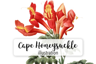 Cape Honeysuckle Watercolor Illustrations for Modern Blogs