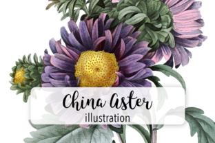 China Aster Watercolor: Illustrations for Local Branding