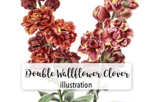Double Wallflower Clover Watercolor Embroidery Review