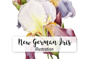 German Iris Watercolor: Premium Illustrations for Brand Design