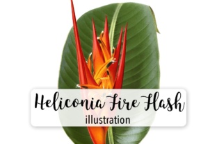 Heliconia Fire Flash Watercolor Illustrations