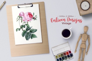 Hundred Leaf Watercolor Rose: A Review for Illustrations and Blog Design