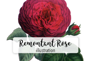 Hybrid Remontant Watercolor Rose: A Designer’s Review for Illustrations