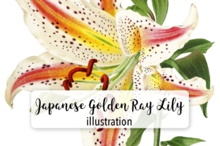 Japanese Golden Ray Lily Watercolor Illustrations Review