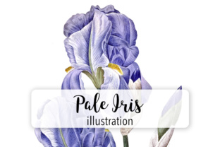 Pale Iris Watercolor: A Crafter’s Review of Illustrations for Handmade Business
