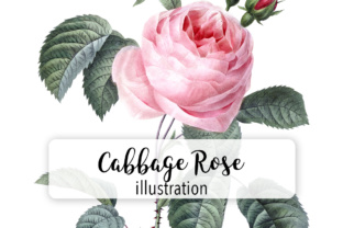 Pink Cabbage Rose Watercolor: A Practical Review for Crafters and Illustrations