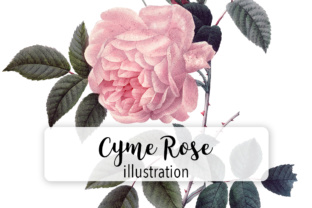 Pink Cyme Rose Watercolor: A Designer’s Review for Illustrations
