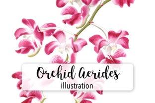 Pink Orchid Aerides Crassifolium Watercolor Review