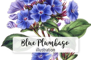 Plumbago Watercolor Illustrations for Editorial Content