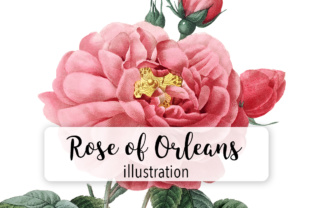 Rose of Orleans Watercolor Embroidery Review