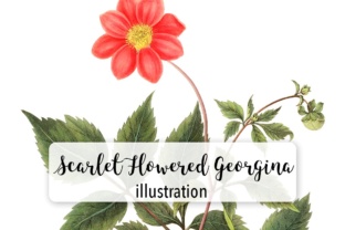 Scarlet Flowered Georgina Watercolor: A Brand Designer’s Review