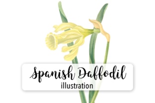 Spanish Daffodil Watercolor Illustrations Review