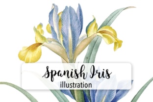 Spanish Iris Watercolor: A Practical Review for Digital Sellers