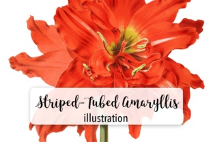 Striped Tubed Amaryllis Watercolor: A Practical Review for Illustrations