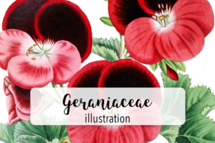 Watercolor Geraniaceae Flower: Editorial Review for Illustrations