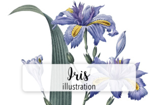Watercolor Iris Review: A Fresh Take on Illustrations for Client Work